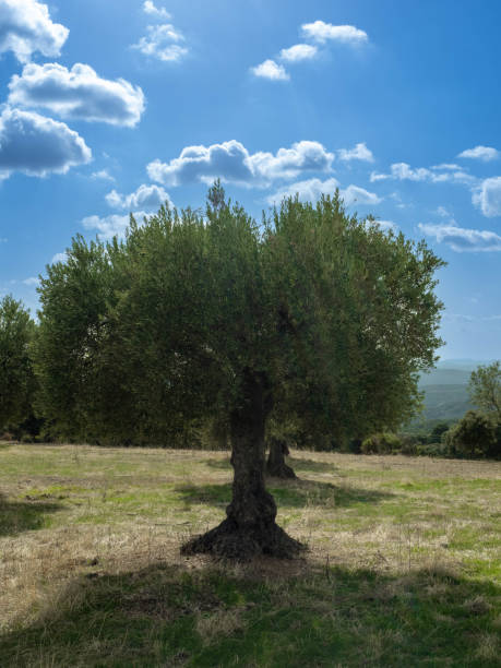 istock plantation of olive trees. 1440057800