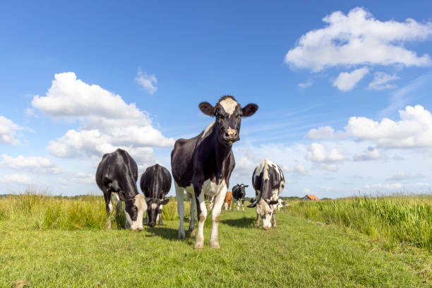 vaca acercándose y vacas en un campo pastando, holstein frisón, de pie en un pasto, un grupo feliz, un cielo azul y horizonte sobre la tierra - cow field dutch culture netherlands fotografías e imágenes de stock