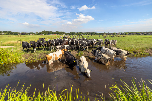 Herd cows swimming taking a bath in a creek, reflection in the water of a ditch, a group cooling down and drinking
