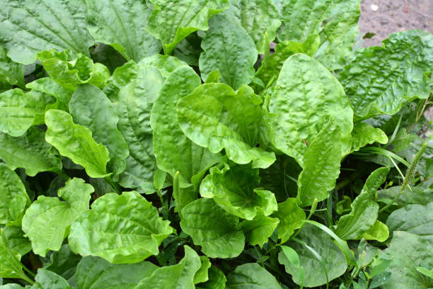 istock In nature, the plantain is large (Plantago major, Plantago borysthenica) is grows among grasses 1440058018