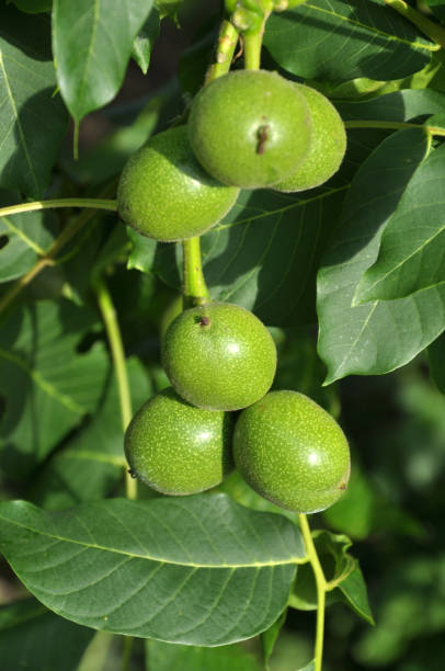 istock On a tree branch is a walnut that ripens with a green shell 1440058046