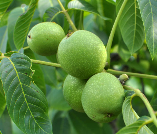 sur une branche d’arbre se trouve une noix qui mûrit avec une coquille verte - walnut tree walnut nut branch photos et images de collection