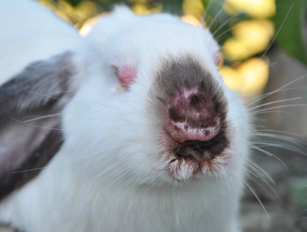 istock Sick rabbit for myxomatosis 1440058222