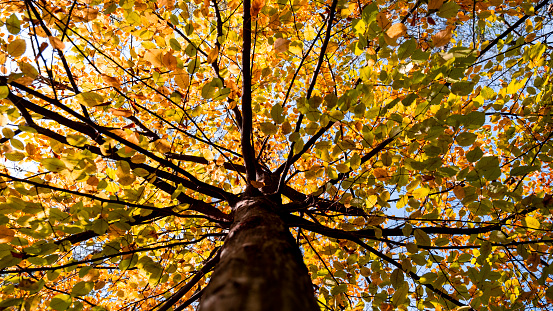 Autumn ginkgo forest