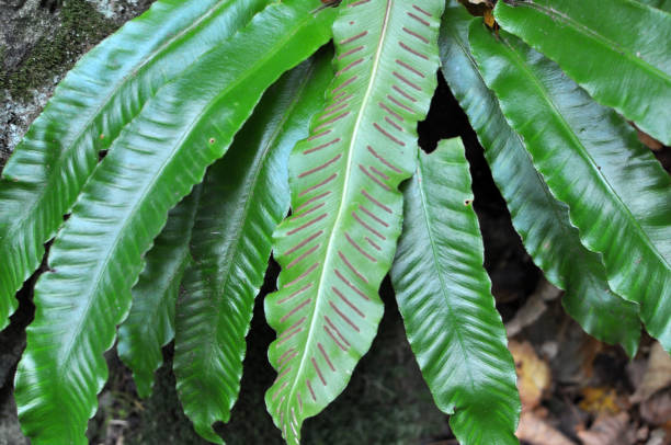 istock In the wild, fern Asplenium scolopendrium grows 1440059015