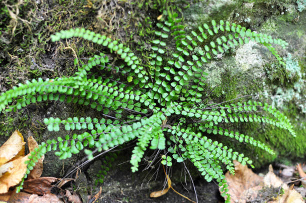 istock Asplenium trichomanes fern grows on the stone 1440059033
