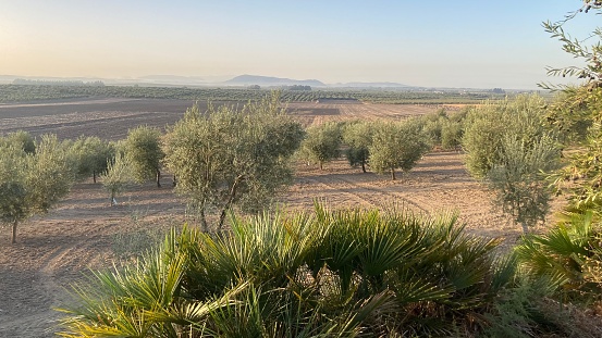 Paisaje natural, plantaciones de olivos, sequía y cambio climático