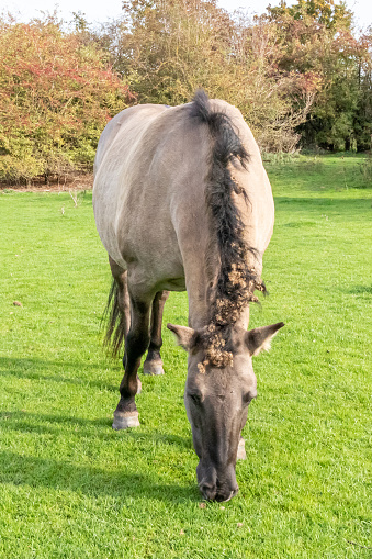 Front view of a Polish Konik horse grazing on green meadow of the Eijsder Beemden Nature Reserve, trees in the background, thick mane and gray coat, autumn day in Eijsden, South Limburg, Netherlands