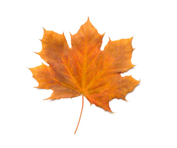 istock Colorful autumn maple leaf isolated on white, top view 1440060813