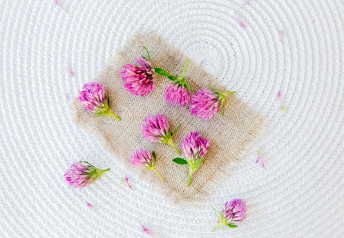 Flat lay view of Trifolium pratense the red clover harvested flower heads on vintage cloth on white background. Herbal medicine plant.