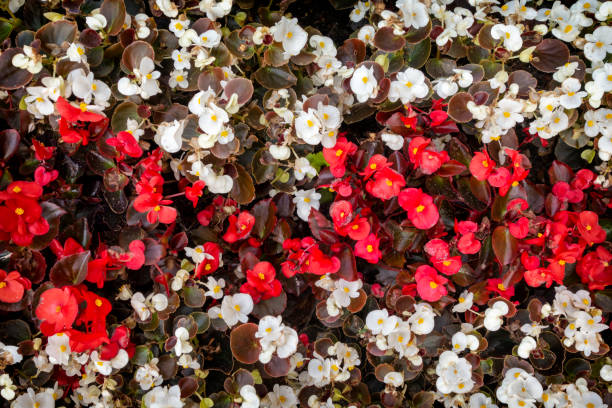 White and red begonias with yellow centers. Expressive color contrast and dense floral display. Copyspace.