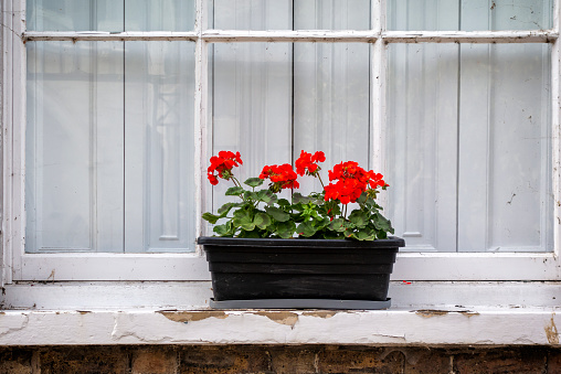 Red pelargoniums (geraniums) in a planter on a window sill.