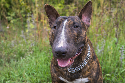The portrait of the young beautiful bull terrier portrait in a brindle color