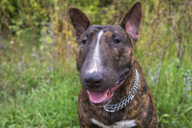 The portrait of the young beautiful bull terrier portrait in a brindle color stock photo