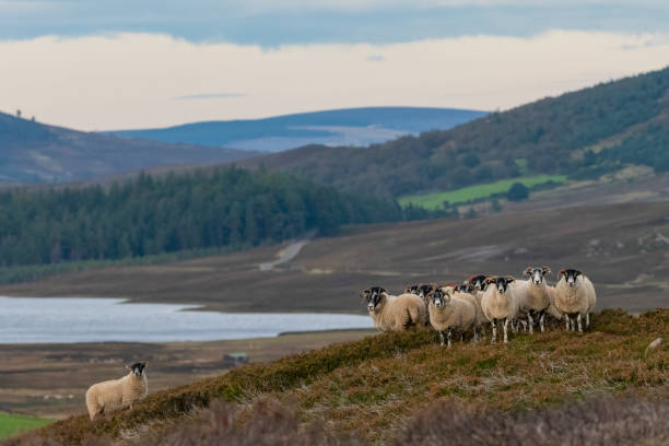 istock Sheep in the Cairngorms 1440063030