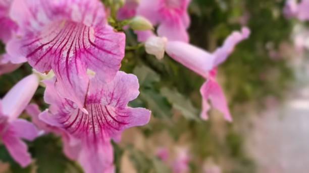 цветок розовая бигнония - podranea ricasoliana стоковые фото и изображения