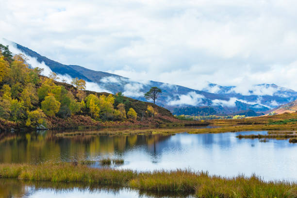 Glen Strathfarrar in Autumn with low cloud over the mountains, Scots Pine trees and reflections in the loch.  Scottish Highlands.