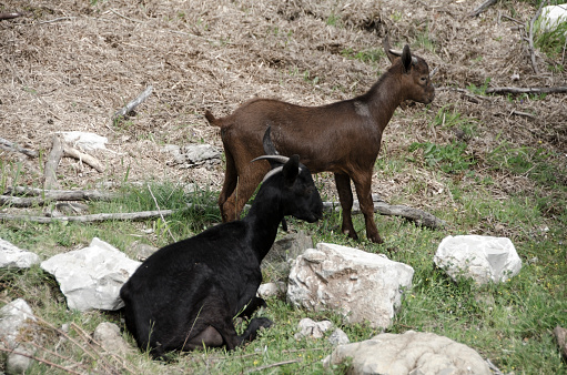 goats grazing freely in the green meadow