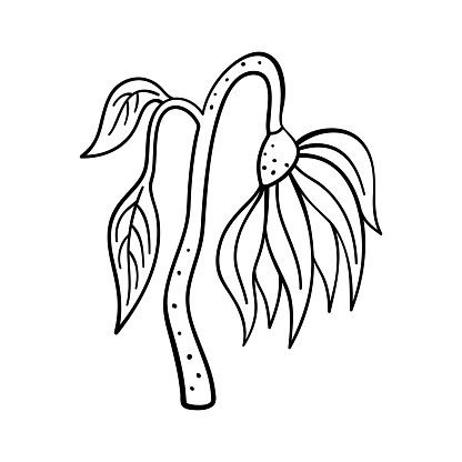 Isolated vector illustration of withered flower. Cute thin line icon for design, cover etc.