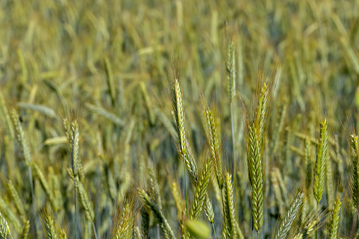 A Close Up Of Green Wheat Growing In A Field