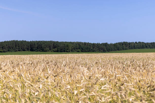 istock An agricultural field where wheat is grown 1440065707