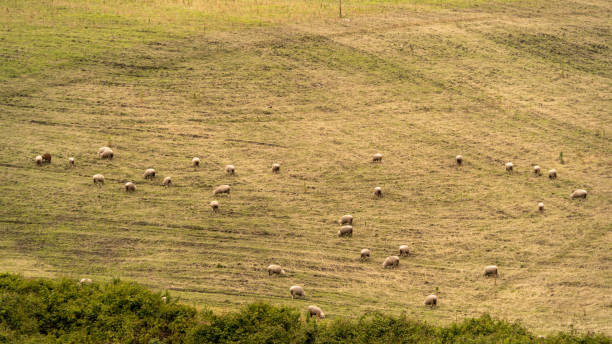 istock Set of sheep in the field 1440065727