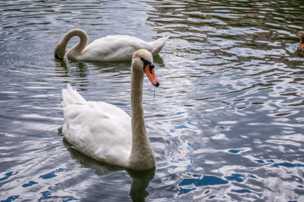 istock Two graceful white swans swim in the dark water. 1440066007