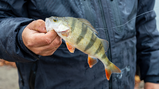 The caught fish in the hand of the fisherman. The fisherman caught a fish. Fish in hand