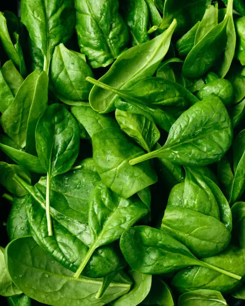 Fresh green baby spinach leaves close up.
