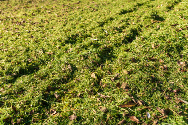 istock The lawn is mowed, the grass is mowed 1440067542