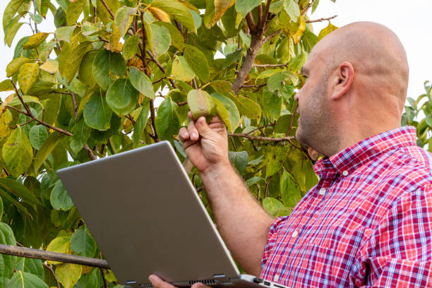 agronom, rolnik, mężczyzna, obserwuje liście drzewa z laptopem w ręku - healthy eating profile tropical fruit fruit zdjęcia i obrazy z banku zdjęć