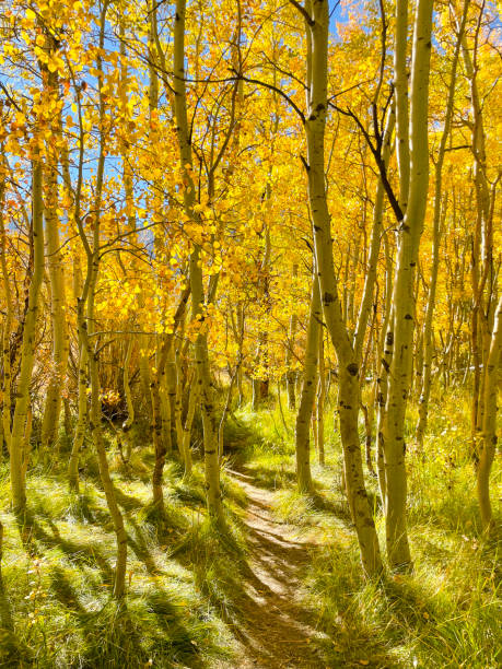 Hiking trail thru golden aspens stock photo