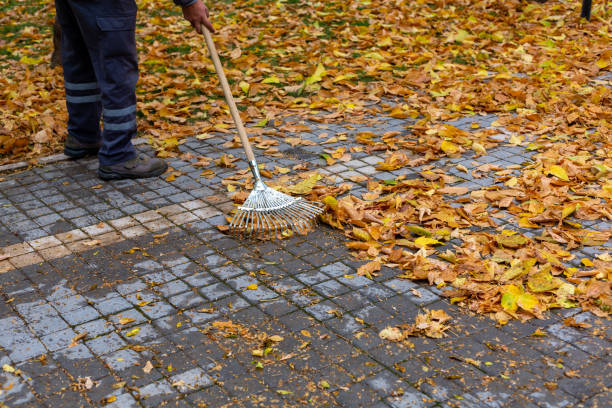 istock A rake that collects fallen leaves from trees in the fall. Yellow leaves. 1440070903