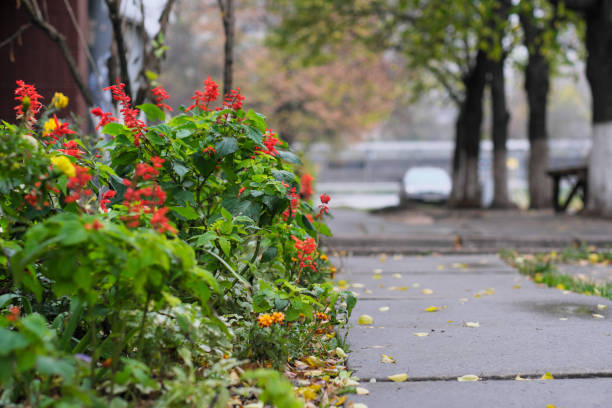 Red autumn ornamental plants on the city flower bed close-up