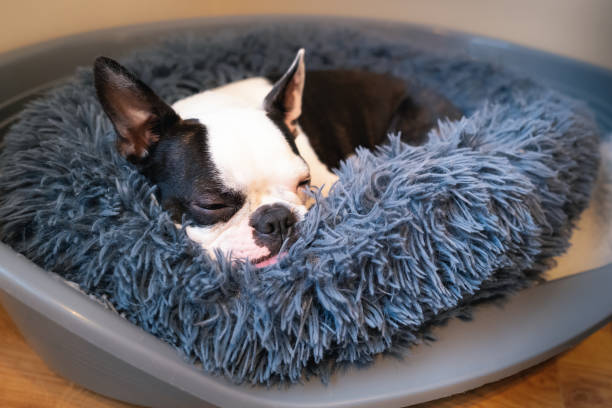 Boston Terrier dog curled up sleeping in a soft round bed inside a plastic bed. Her tongue is sticking out slightly Boston Terrier dog curled up sleeping in a soft round bed inside a plastic bed. Her tongue is sticking out slightly dog bed stock pictures, royalty-free photos & images