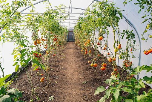 Tomatoes growing in a large green house.