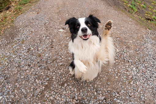 Pet activity. Puppy dog border collie walking in park outdoor. Pet dog with funny face jumping on road in summer day. Pet care and funny animals life concept. Funny emotional dog