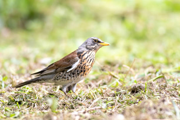istock Fieldfare on the meadow 1440076612