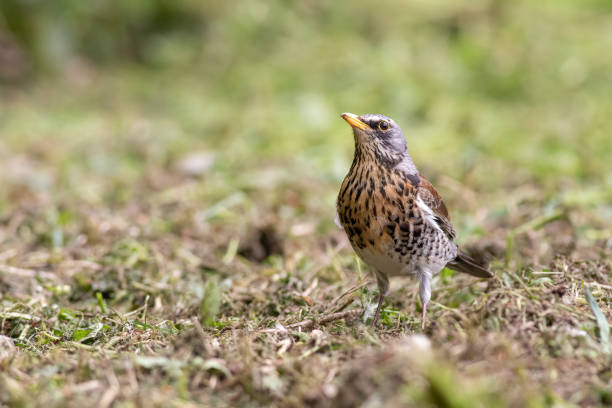 istock Fieldfare on the meadow 1440076614