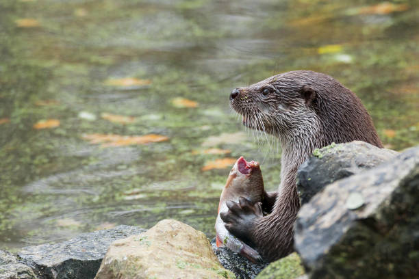 istock European otter is eating a fish 1440080667