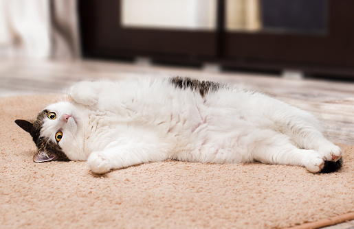 fat domestic cat lying on its back
