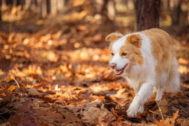 istock Border collie dog in autumn forest. 1440081314