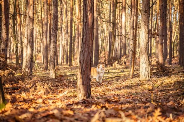 istock Border collie dog in autumn forest. 1440081327