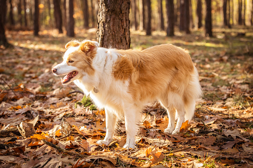 Border collie dog in the autumn forest.
