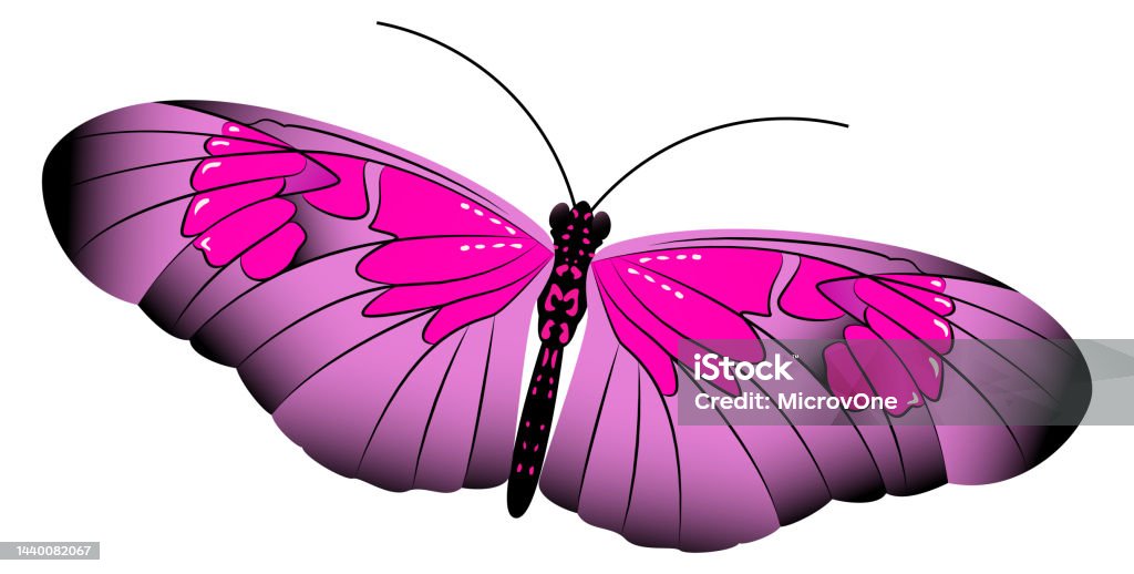 Flying Insect Patterned Pink Butterfly Elegant Patterned Wing Flying Insect Stock Illustration ...