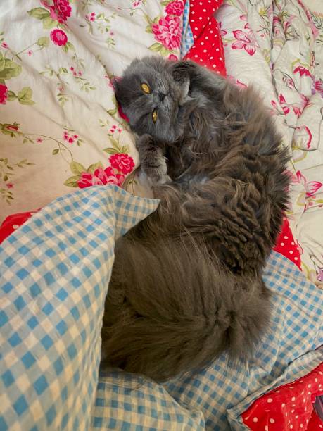 istock Persian cat with big tail lying in human bed. 1440082169
