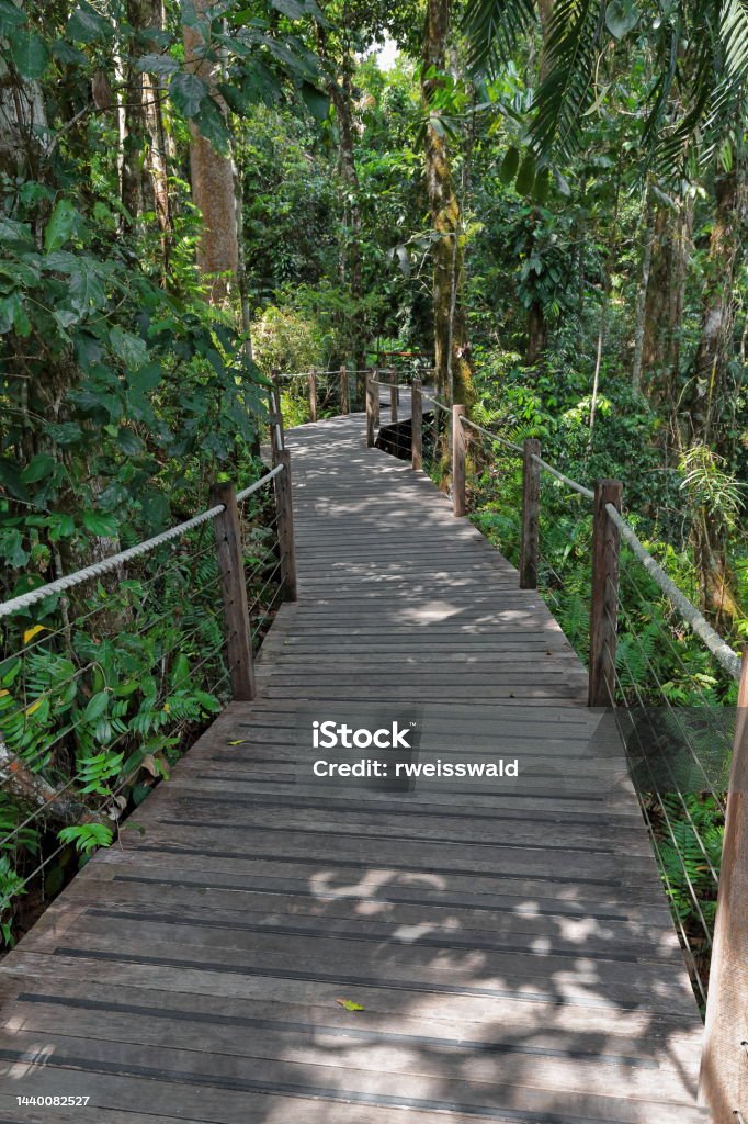 The Barron Falls Lookout Trackwooden Walkway Winding Through The Rainforest Kurandaaustralia252 The Barron Falls Lookout Trackwooden Walkway Winding Through The Rainforest Kurandaaustralia252