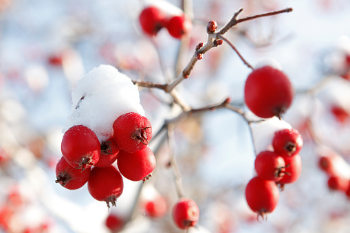 Branch with red hawthorn berries covered with fresh snow.