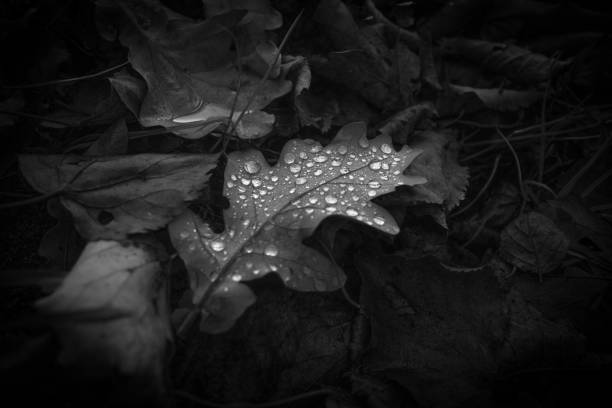 an oak leaf covered with some raindrops lies on the ground in autumn