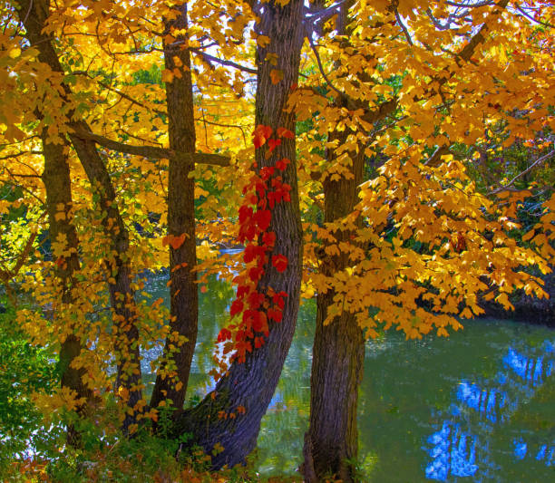 Fall leaf color along a small creek-Howard County, Indiana stock photo